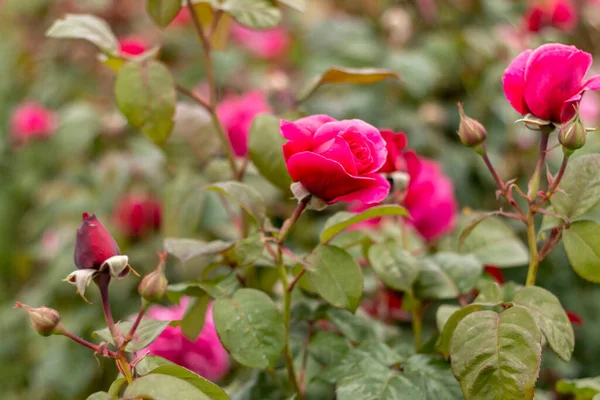 玫瑰花园 玫瑰种类繁多 红玫瑰 黄玫瑰 白玫瑰 粉红玫瑰 紫玫瑰 橙红色玫瑰 红白玫瑰 色彩艳丽 — 图库照片