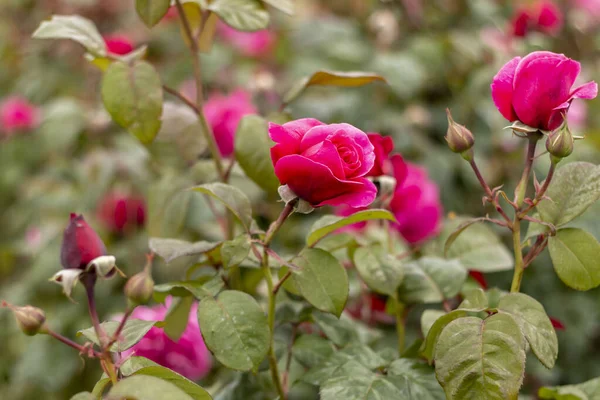 Rose garden with various roses (red rose, yellow rose, white rose, pink rose, purple rose, orange rose, red white rose), Colorful Flowers