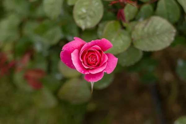 Jardín Rosas Con Varias Rosas Rosa Roja Rosa Amarilla Rosa —  Fotos de Stock