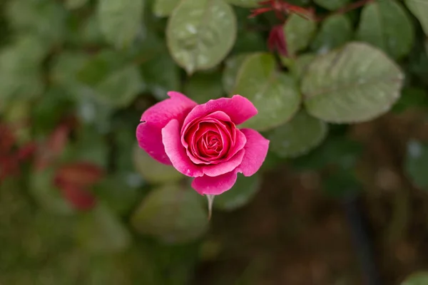 Τριαντάφυλλο Κήπο Διάφορα Τριαντάφυλλα Κόκκινο Τριαντάφυλλο Κίτρινο Τριαντάφυλλο Λευκό Τριαντάφυλλο — Φωτογραφία Αρχείου