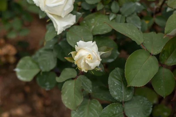 Розовый Сад Различными Цветами Красная Роза Желтая Роза Белая Роза — стоковое фото