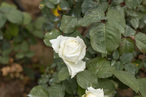 Güllerle Dolu Gül Bahçesi Kırmızı Gül Sarı Gül Beyaz Gül — Stok fotoğraf