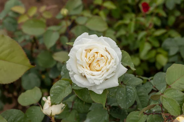 Розовый Сад Различными Цветами Красная Роза Желтая Роза Белая Роза — стоковое фото