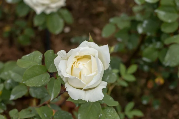 Güllerle Dolu Gül Bahçesi Kırmızı Gül Sarı Gül Beyaz Gül — Stok fotoğraf