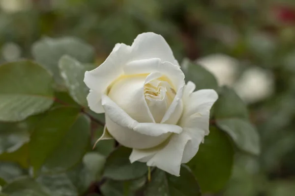 Jardín Rosas Con Varias Rosas Rosa Roja Rosa Amarilla Rosa —  Fotos de Stock