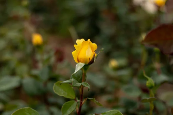 Růžová Zahrada Různými Růžemi Červená Růže Žlutá Růže Bílá Růže — Stock fotografie