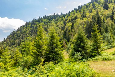 Gumushane 'nin Kurtun ilçesindeki Örümcek Ormanları