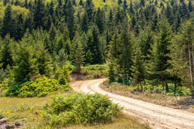 Karadeniz 'in yemyeşil doğasıyla harika bir plato manzarası var, Gumushane.