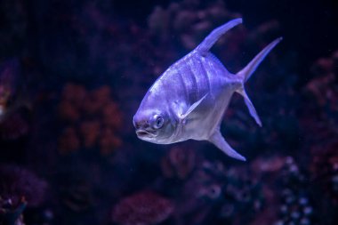 Hayvanat bahçesi akvaryumunda okyanusta, denizde, nehirlerde ve göllerde yaşayan vahşi deniz canlıları.