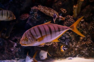 Hayvanat bahçesi akvaryumunda okyanusta, denizde, nehirlerde ve göllerde yaşayan vahşi deniz canlıları.