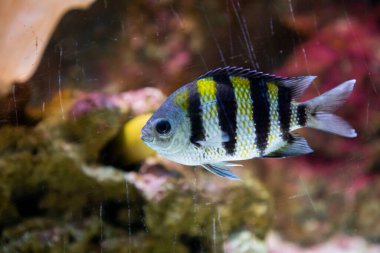 Hayvanat bahçesi akvaryumunda okyanusta, denizde, nehirlerde ve göllerde yaşayan vahşi deniz canlıları.