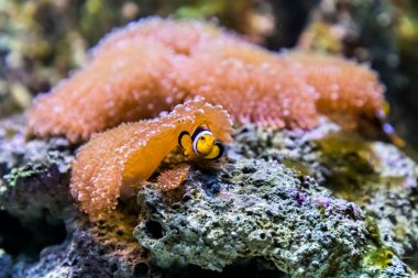 Hayvanat bahçesi akvaryumunda okyanusta, denizde, nehirlerde ve göllerde yaşayan vahşi deniz canlıları.
