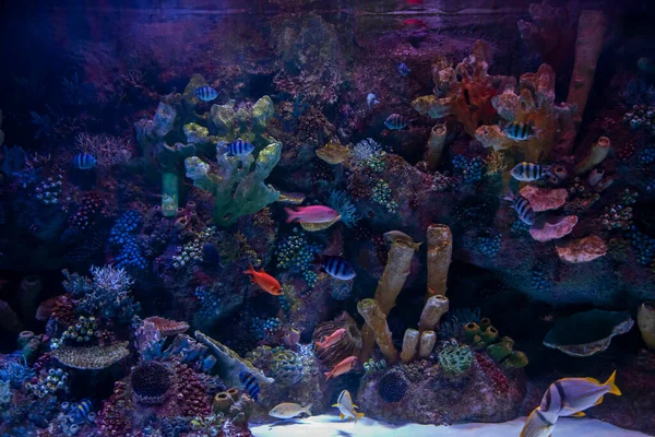 In the zoo aquarium, wild sea creatures living in the ocean, sea, rivers and lakes