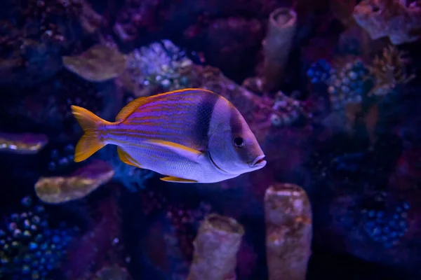 動物園の水族館では 湖に住む野生の海の生き物 — ストック写真