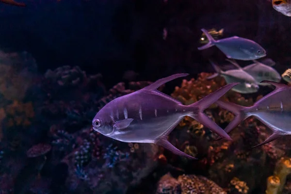 動物園の水族館では 湖に住む野生の海の生き物 — ストック写真