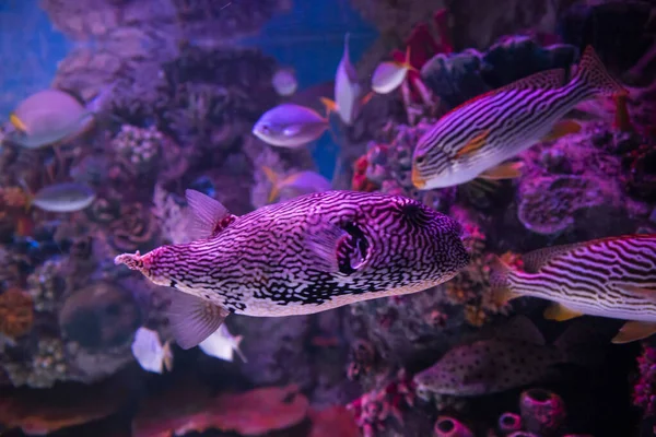 動物園の水族館では 湖に住む野生の海の生き物 — ストック写真