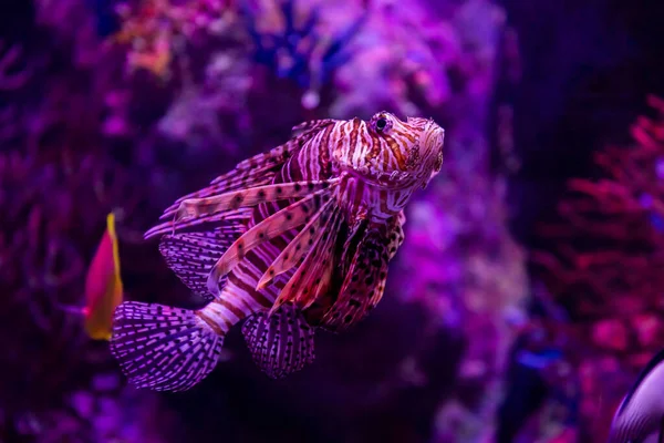 動物園の水族館では 湖に住む野生の海の生き物 — ストック写真