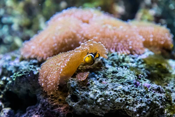 In the zoo aquarium, wild sea creatures living in the ocean, sea, rivers and lakes