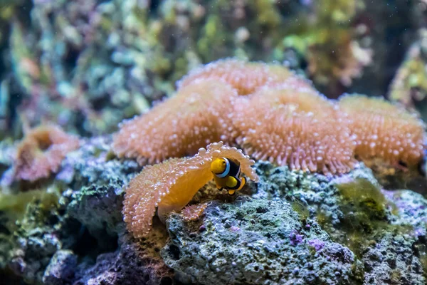 In the zoo aquarium, wild sea creatures living in the ocean, sea, rivers and lakes