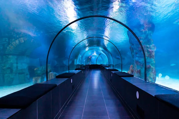 魚ブルー水族館水中トンネル 2019年12月2日トルコ イスタンブール — ストック写真