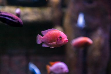 Hayvanat bahçesi akvaryumunda okyanusta, denizde, nehirlerde ve göllerde yaşayan vahşi deniz canlıları.