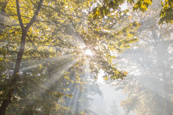 Sluneční Světlo Filtrováno Větvemi Stromů — Stock fotografie