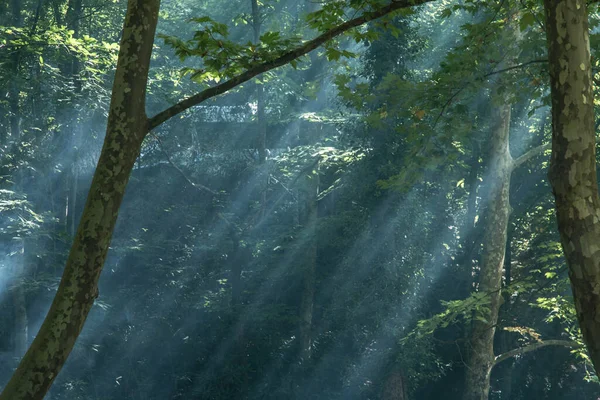 Sluneční Světlo Filtrováno Větvemi Stromů — Stock fotografie