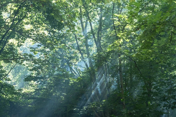 阳光从树枝中渗出 — 图库照片