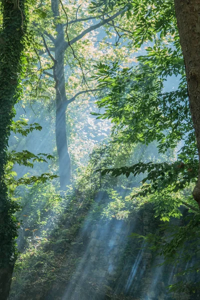 Sluneční Světlo Filtrováno Větvemi Stromů — Stock fotografie