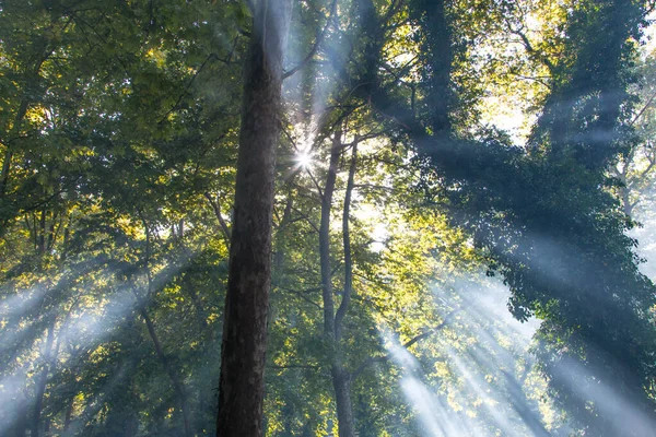 阳光从树枝中渗出 — 图库照片