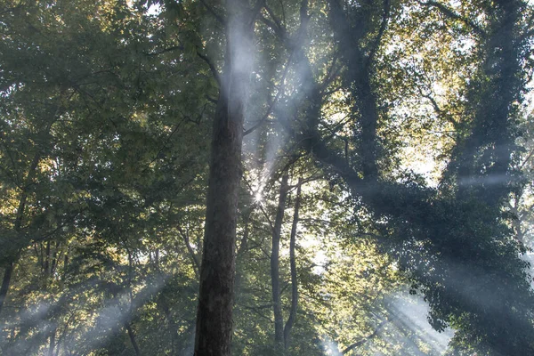 Sluneční Světlo Filtrováno Větvemi Stromů — Stock fotografie