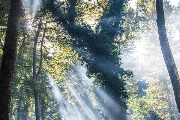 Sluneční Světlo Filtrováno Větvemi Stromů — Stock fotografie