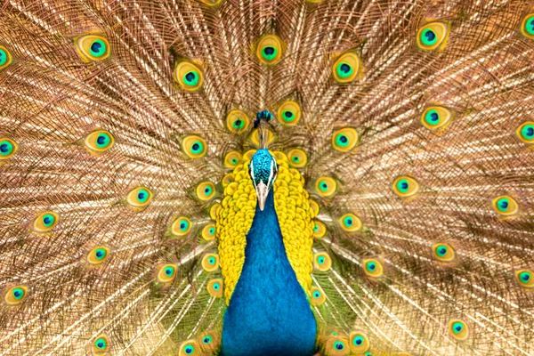 Pavão Com Suas Penas Coloridas Natureza — Fotografia de Stock