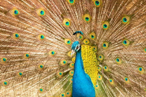 Pavão Com Suas Penas Coloridas Natureza — Fotografia de Stock