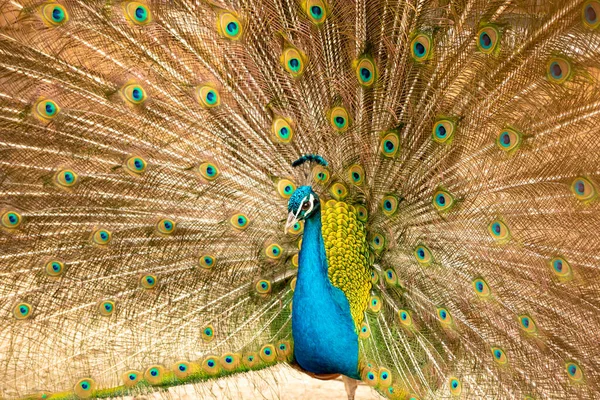 Peacock Its Colorful Feathers Wild — Stock Photo, Image