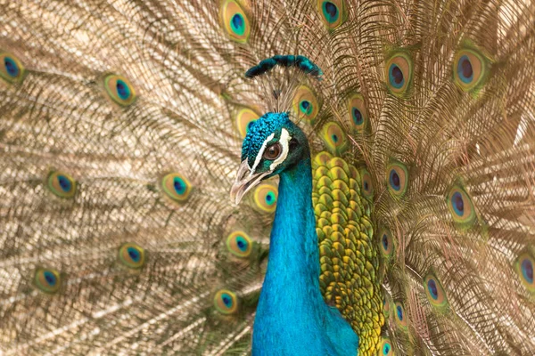 Pavo Real Con Sus Plumas Colores Naturaleza — Foto de Stock