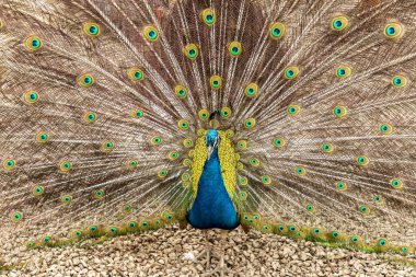 Tavus kuşu vahşi doğadaki renkli tüyleriyle