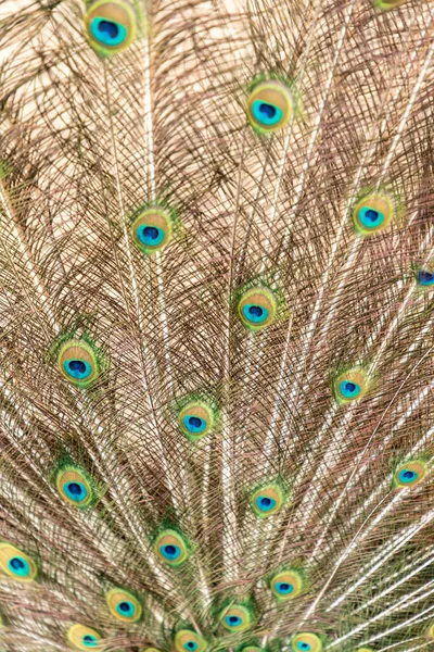 Peacock Its Colorful Feathers Wild — Stock Photo, Image