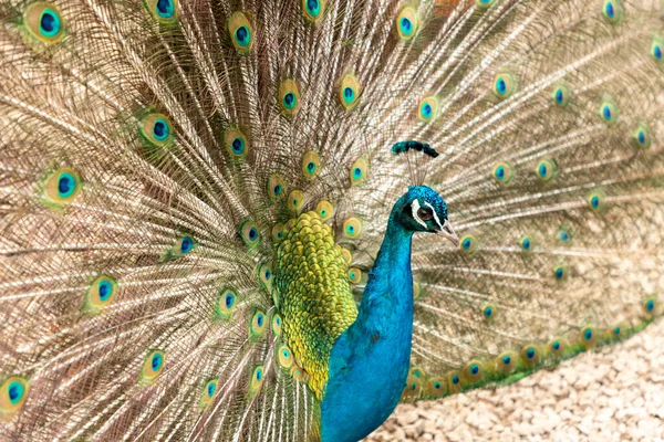 Pavão Com Suas Penas Coloridas Natureza — Fotografia de Stock