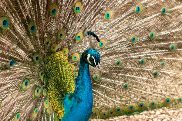 Pavão Com Suas Penas Coloridas Natureza — Fotografia de Stock