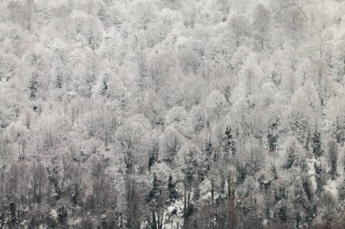 Kış masal Şehir Parkı, karlı orman, Tüylü yumuşak karda beyaz ağaçlar