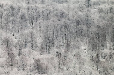 Kış masal Şehir Parkı, karlı orman, Tüylü yumuşak karda beyaz ağaçlar