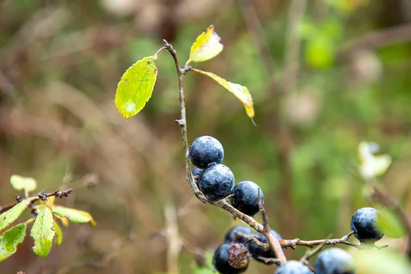 Vilda Ekologiska Blåbär Som Finns Skogen — Stockfoto