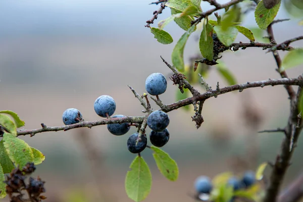 Wild Organic Blueberries Found Forest — Stock Photo, Image