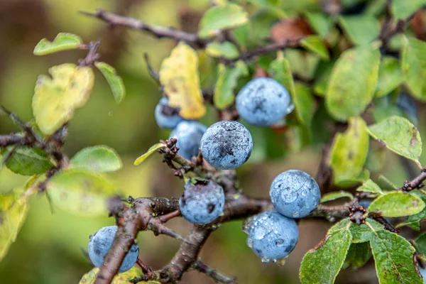 Mirtilli Selvatici Biologici Trovati Nella Foresta — Foto Stock