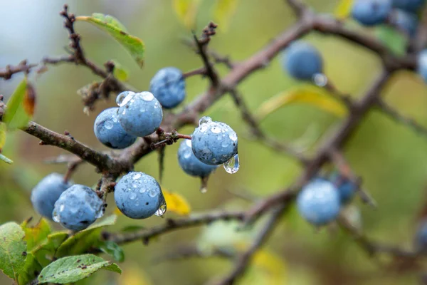 Wild Organic Blueberries Found Forest — Stock Photo, Image