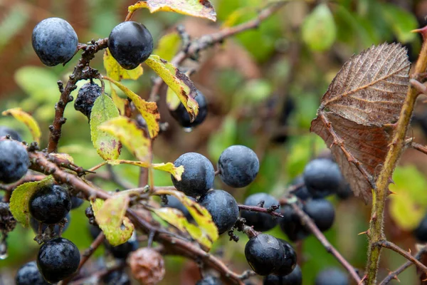 Vilda Ekologiska Blåbär Som Finns Skogen — Stockfoto