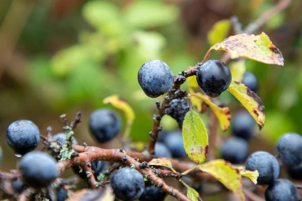 Mirtilli Selvatici Biologici Trovati Nella Foresta — Foto Stock