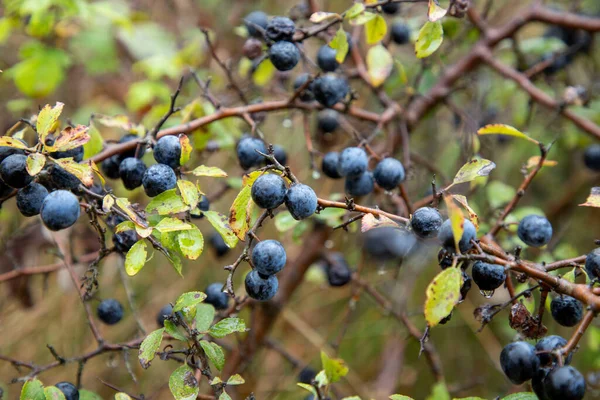 Vilda Ekologiska Blåbär Som Finns Skogen — Stockfoto