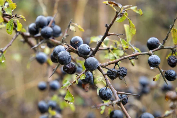 Vilda Ekologiska Blåbär Som Finns Skogen — Stockfoto